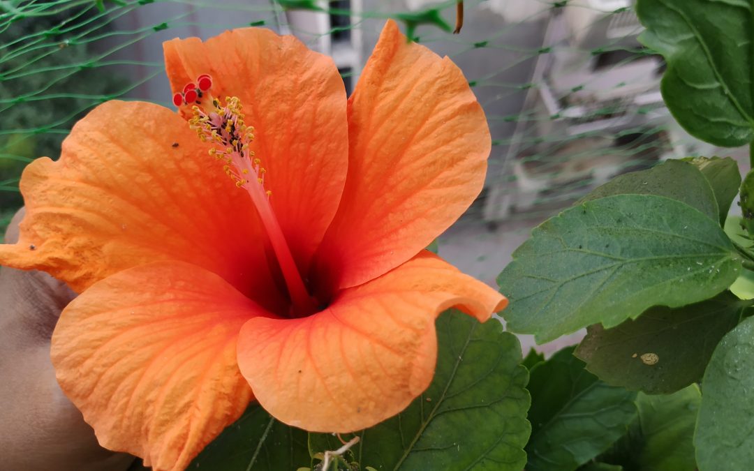 Hibiscus Obsession