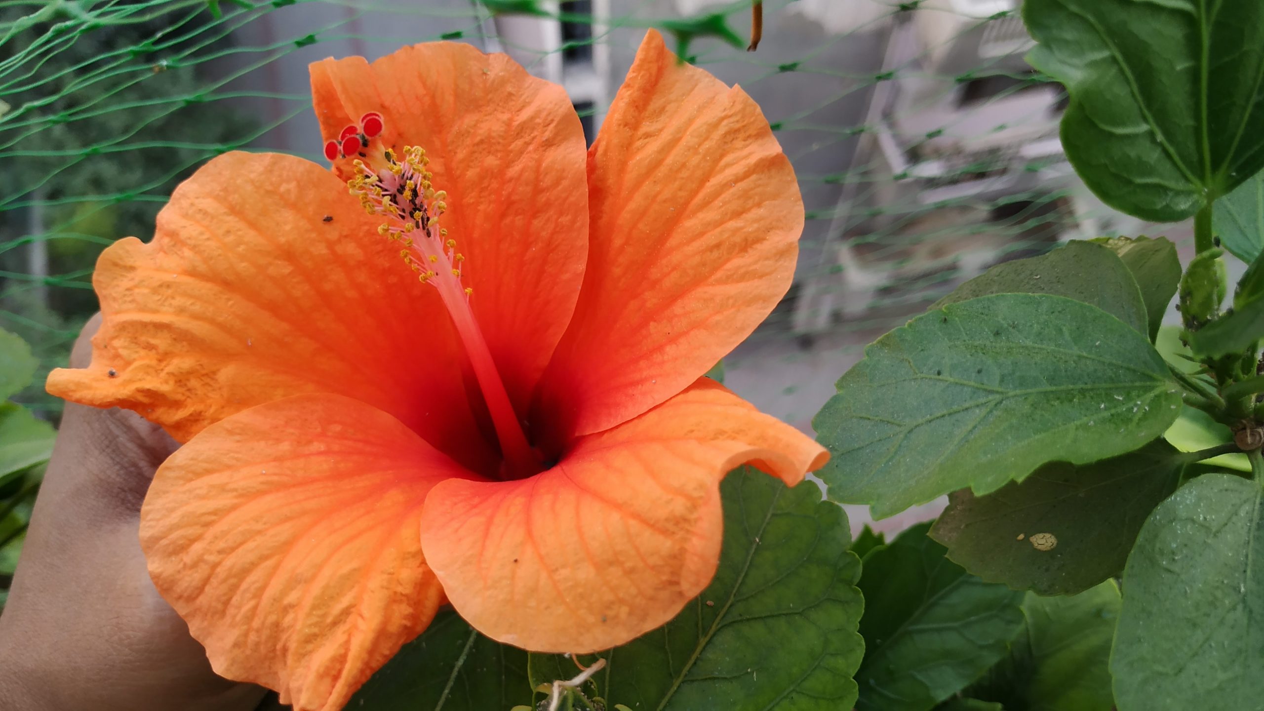 Hibiscus Obsession Gardening Through My Lens Balcony Gardening
